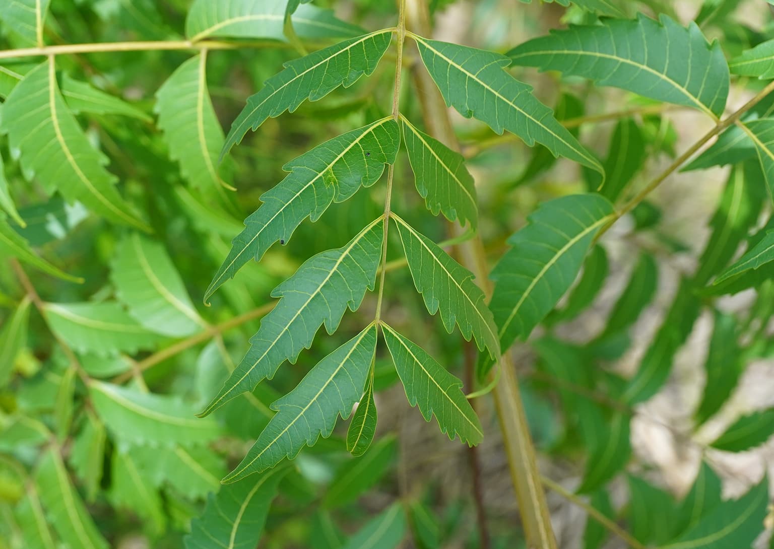 Neem