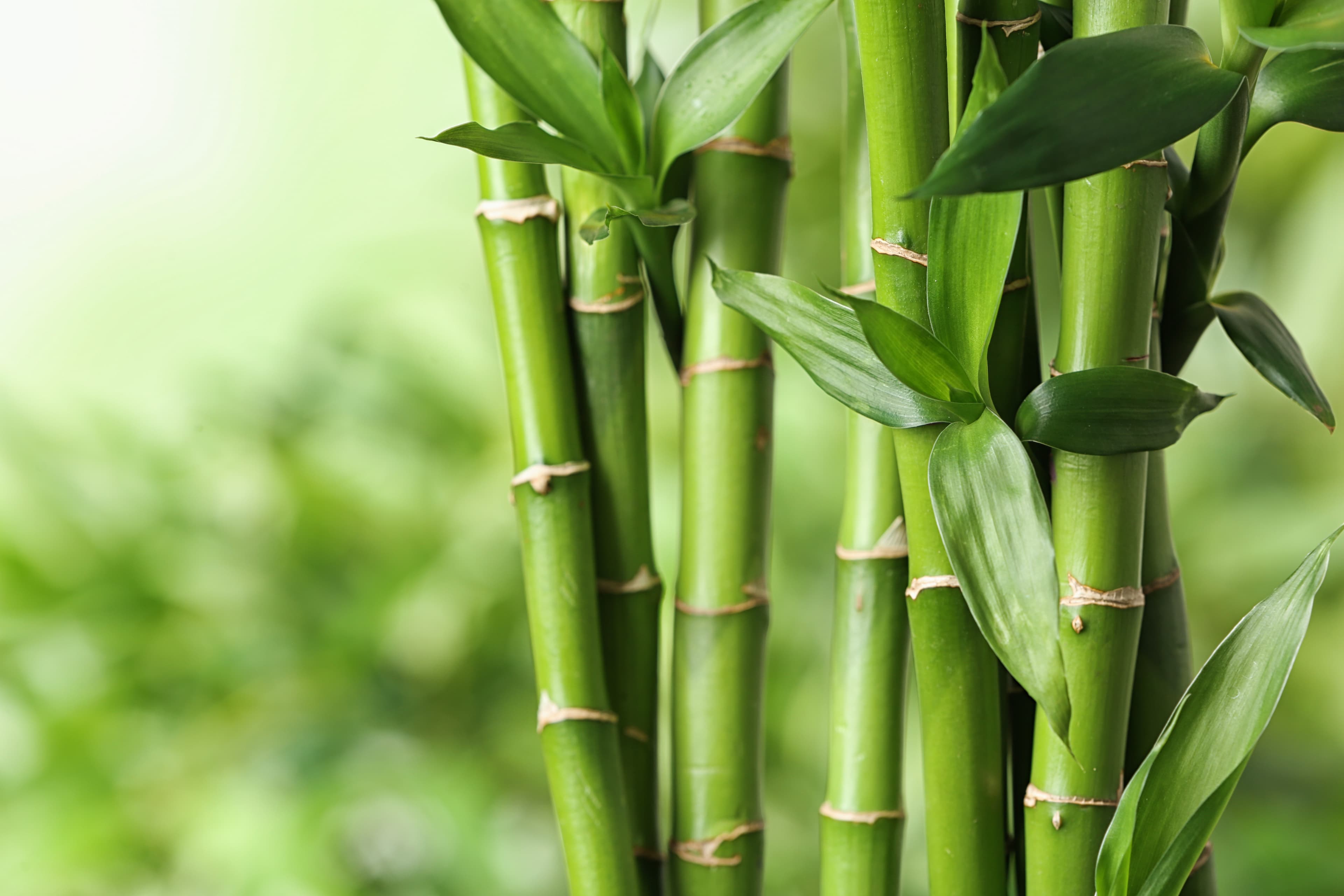 Bamboo